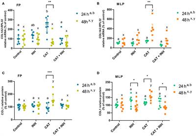 The Inhibition of Cathepsin G on Endometrial Explants With Endometrosis in the Mare